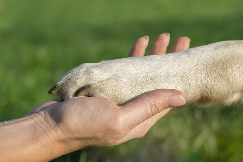 main et patte de chien